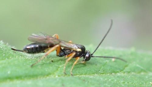 Réf. 243 414 : Campopleginae inconnu